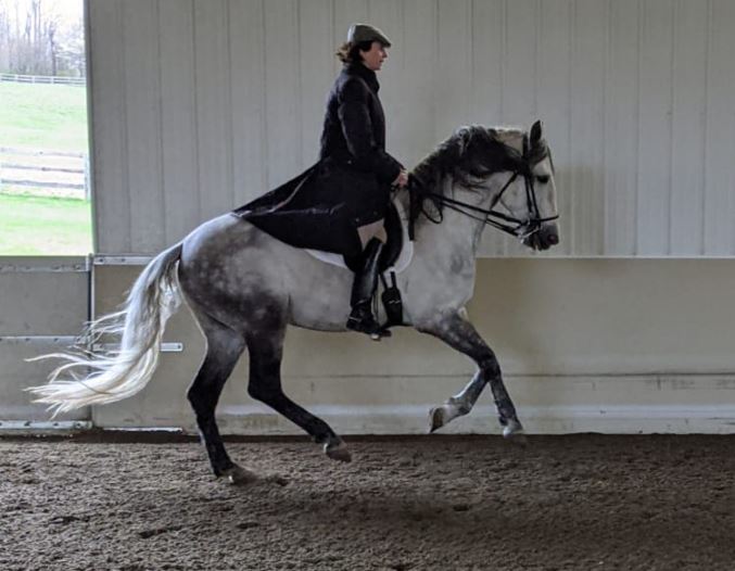 Bettina bon contact au galop