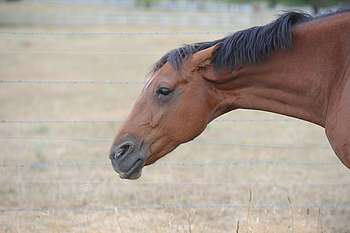 csm cheval menacant avec oreilles couchees d009b96d9d