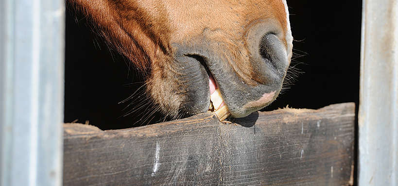 csm Tic a l appui chez un cheval au box 4fc13ef85b